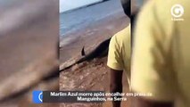 Marlim Azul morre após encalhar em praia de Manguinhos, na Serra