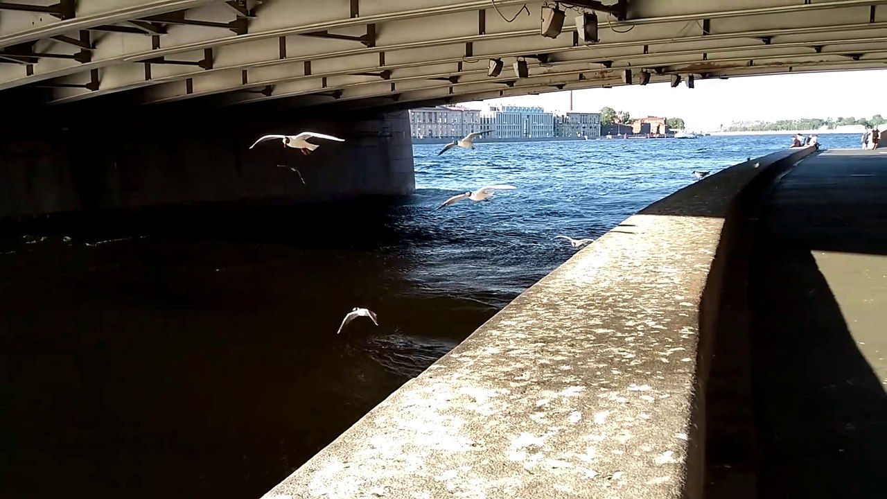 mouette en vol statique !!