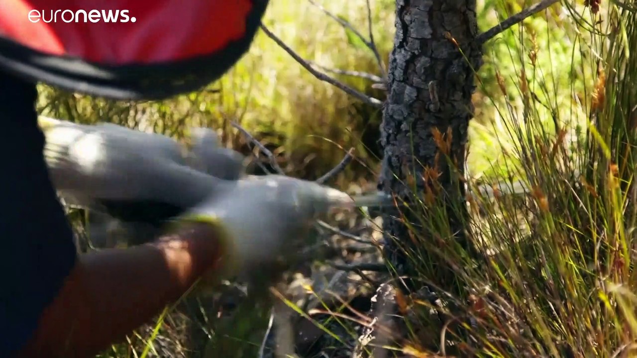 Bäume nehmen südafrikanern das wasser weg