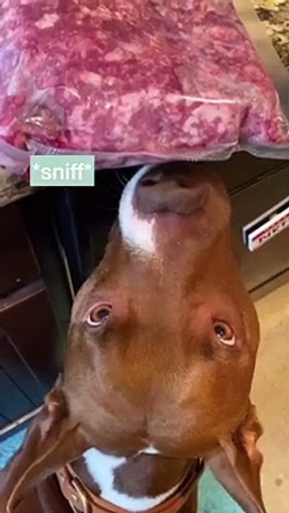 Dog Funny #12