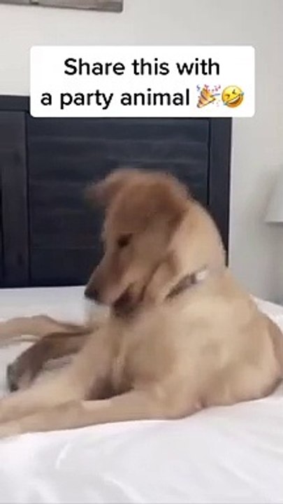 Dog Funny #9