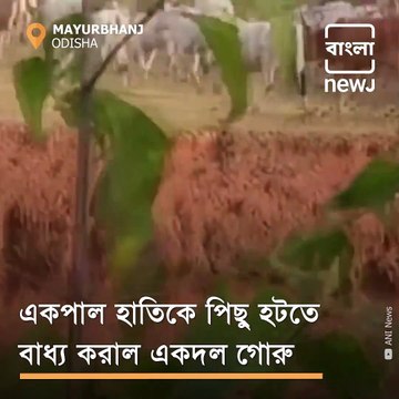 Cows Chase Away Elephant Herd In Mayurbhanj, Odisha
