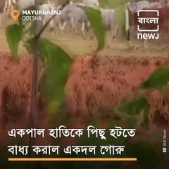 Cows Chase Away Elephant Herd In Mayurbhanj, Odisha
