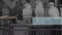 Cara merawat burung kenari bakalan agar rajin berbunyi
