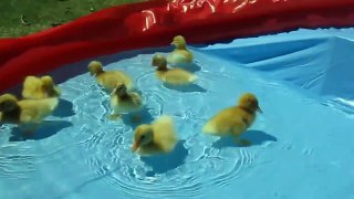 Cute Baby Ducks Compilation Just Animal A3 #2021-2