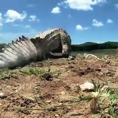 Buaya adalah Raja rawa tapi Gajah lebih kuat, Buaya vs gajah