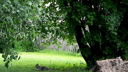 Squirrels Video from Table-Top - June 2018