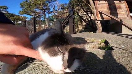 野良猫が神社で日光浴をしていたのでナデナデしておもてなし！