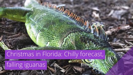 Christmas in Florida: Chilly forecast, falling iguanas, and other top stories in strange news from December 28, 2020.
