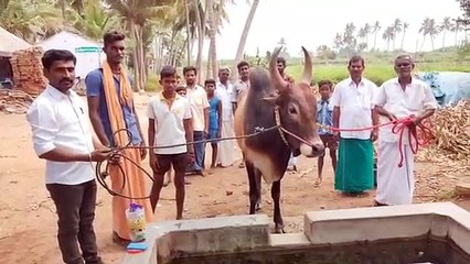 நீச்சல்.. மண் குத்துதல்.. பலே பயிற்சிகளில் காளைகள்.. ஜல்லிக்கட்டுக்கு ரெடியாகும் தமிழகம்  - வீடியோ