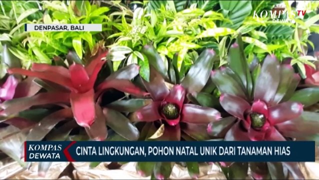 Cinta Lingkungan, Pohon Natal Unik Dari Tanaman Hias