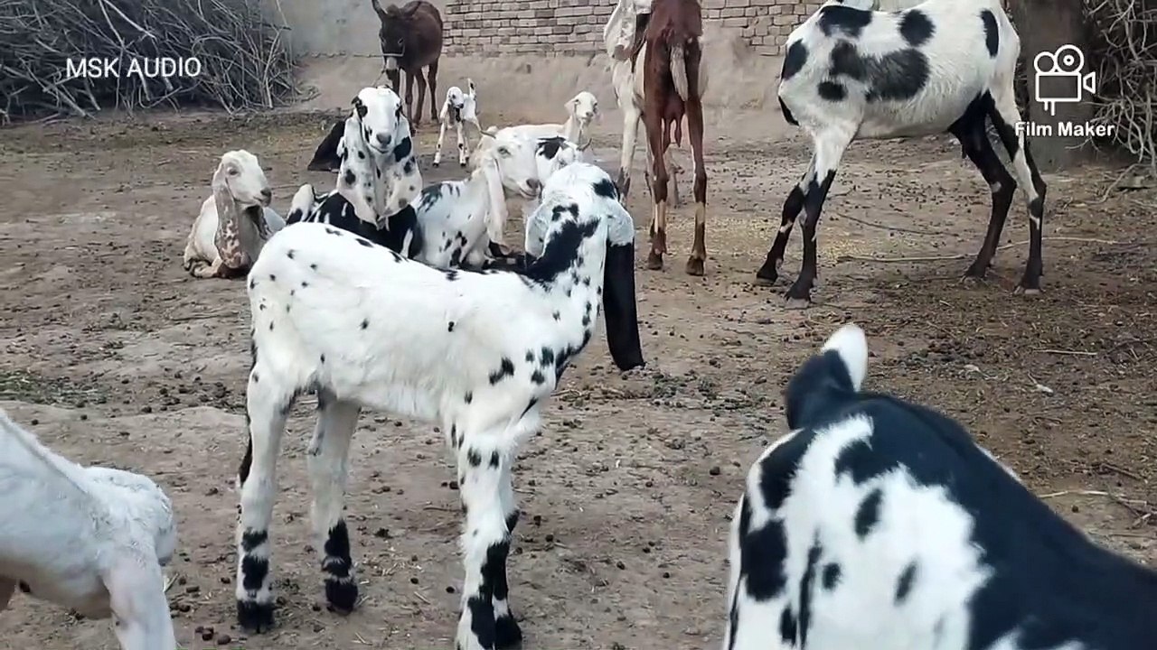 Babies Goats Farm