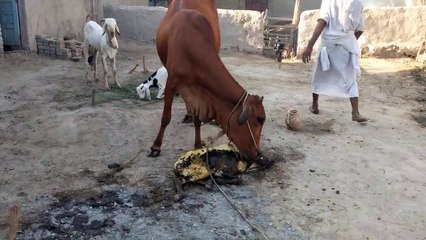 Cow birth a baby, home animals video