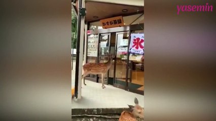 Sensörlü kapıyı açarak yemek isteyen Geyikler sosyal medyayı salladı!