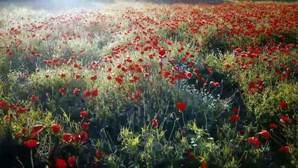 NEW STATUS TONE MUSIC SONG