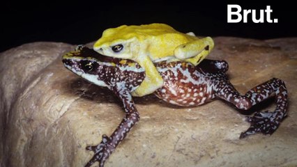 31 species are extinct, and thousands more endangered