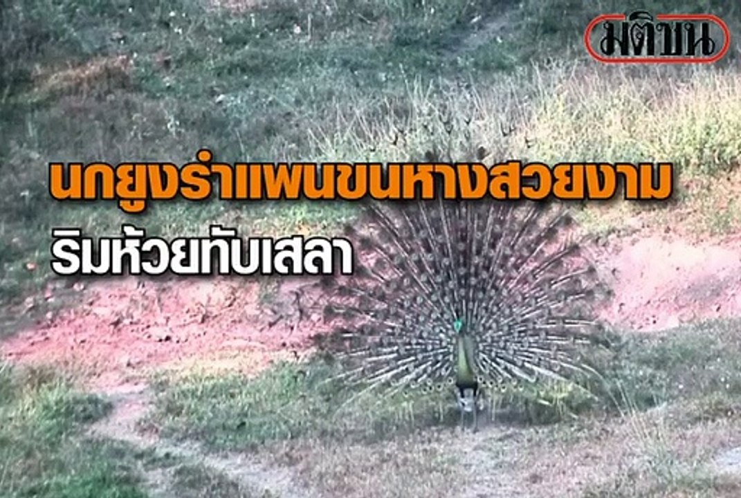 นกยูงตัวผู้รำแพนหางโชว์ตัวเมีย ริมห้วยทับเสลา