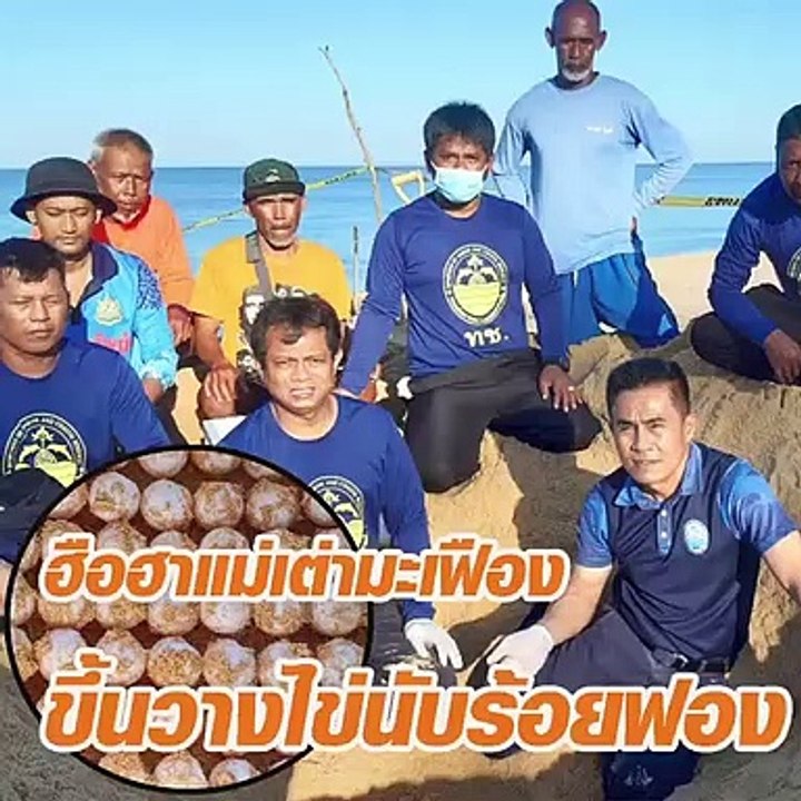 ฮือฮาแม่เต่ามะเฟืองขึ้นวางไข่นับร้อยฟอง