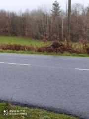 Un kangourou se balade le long de la route en Dordogne !