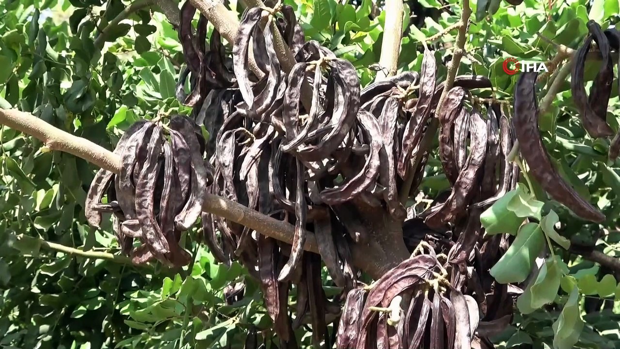 - Ağustosta toplanan keçiboynuzu meyveleri aralıkta pekmez oldu- Akdeniz'e özgü organik keçiboynuzu ağacı meyveleri aylarca, günlerce süren zahmetli serüvenin ardından pekmeze dönüşüyor