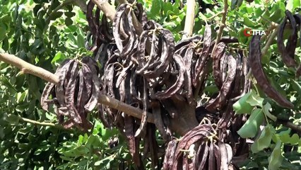 - Ağustosta toplanan keçiboynuzu meyveleri aralıkta pekmez oldu- Akdeniz'e özgü organik keçiboynuzu ağacı meyveleri aylarca, günlerce süren zahmetli serüvenin ardından pekmeze dönüşüyor