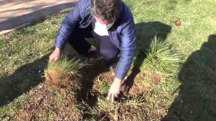 Diyarbakır’da ağaç katliamına site sakinlerinden tepki