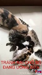 Cười nghiêng ngả với những khoảnh khắc hài hước của động vật