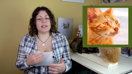 ACNÉ FELINO | PUNTOS NEGROS EN LA BARBILLA DE GATOS | CAUSAS, TRATAMIENTO Y PREVENCIÓN | ACNÉ GATOS