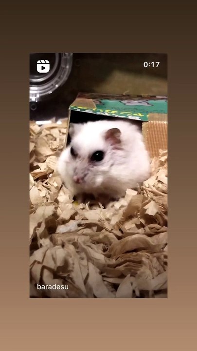 hamster