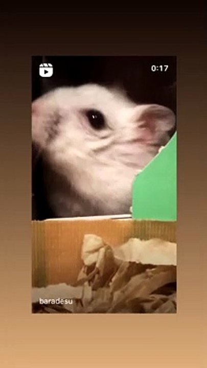 hamster