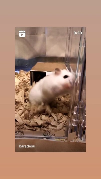 hamster