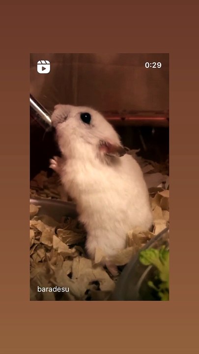 hamster