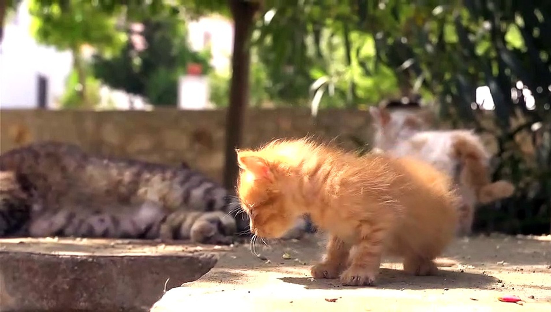 岩合光昭の世界ネコ歩き エーゲ海の島々 12 08 07 動画 Dailymotion