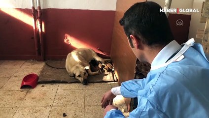 Anne köpek donmak üzere bulunan 6 yavruya sahip çıktı