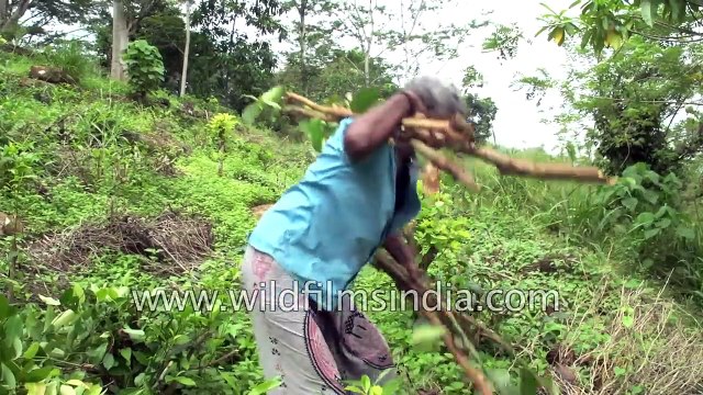 Cinnamon bring harvested and cured at a plantation in Sri Lanka
