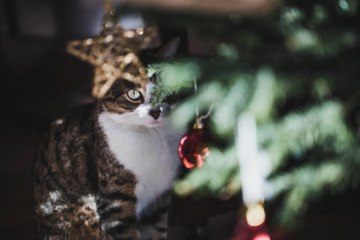 The Adorable Reasons Your Cat Loves Laying Beneath Your Christmas Tree