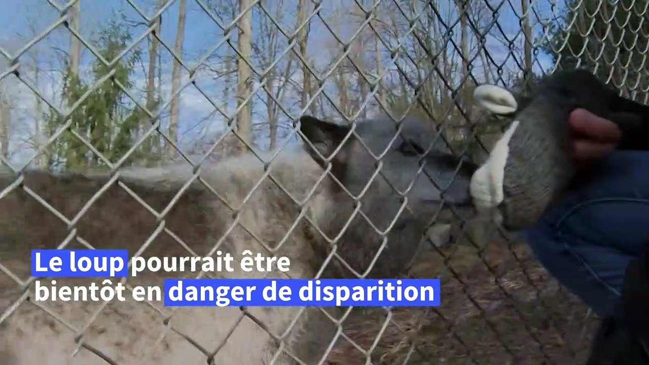 Aux Etats-Unis, les loups gris menacés par une nouvelle loi