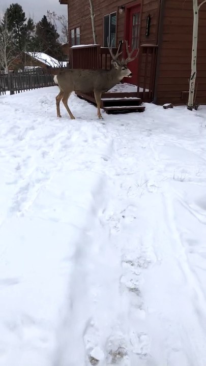 Deer Meets Guy at the Door