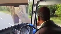Cet éléphant joue les douaniers et prend une taxe pour laisser passer des véhicules !
