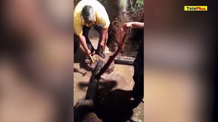 Coupure d'eau pendant cinq jours : un banian... à la racine du blocage d'un conduit