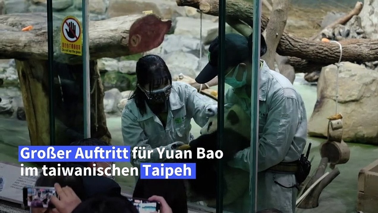 Süßer Panda-Nachwuchs in Taipeh