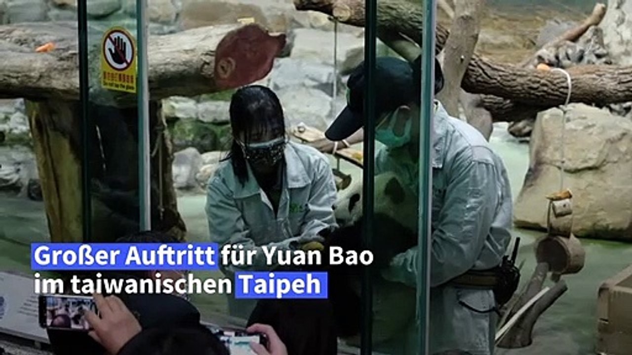 Süßer panda-nachwuchs in taipeh
