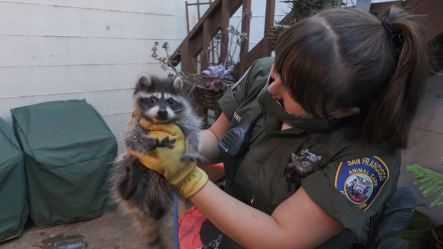 Live Rescue: Baby Raccoon Reunited With Mother