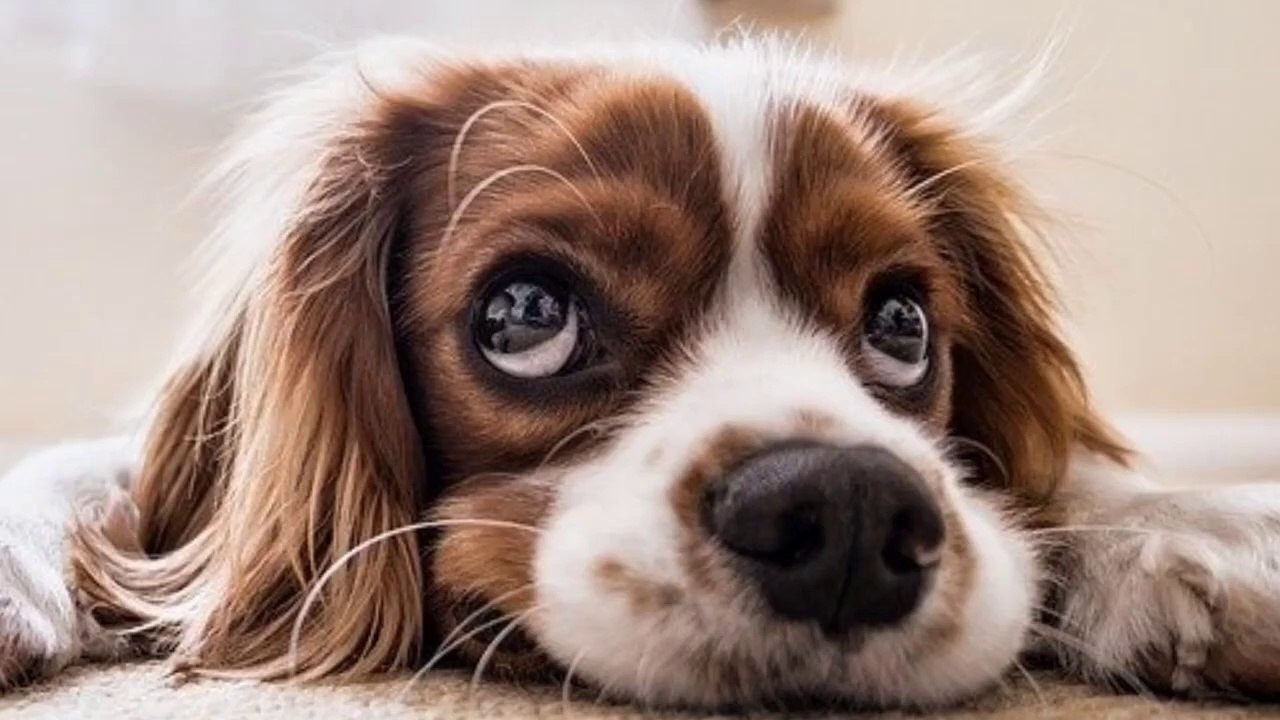 Will Mouse Poison Hurt A Dog?