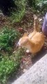 Very #funny video .... so funny cat but angry 