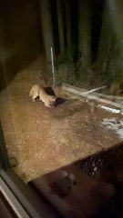 Mountain Lion Battles Raccoon Outside the Bedroom Window