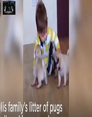 UPS Delivery Guy vs. Icy Driveway - Pugs and a baby together are the cutest....