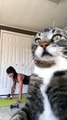 Kitty Photobombs Owner's Yoga Session