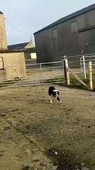 Quick-Witted Collie Slips Through Sheep Gate