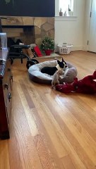 Boston Terrier is Not a Fan of Sharing Her Bed